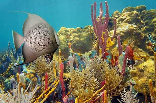 Top Dive Sites in Ocho Rios, Jamaica