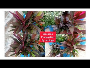 Dracaena Easy propagation methods