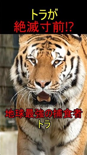 森の王者トラ、静かに消えています...