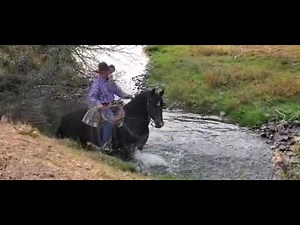 Morgan Horse sale video