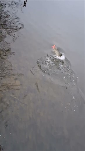 carna du samedi 3 broc 65 cm au double queue #lurefishing #big #brochet #fishing