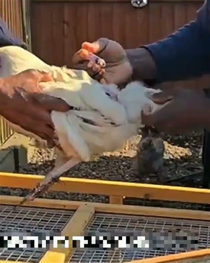 Applying Iodine on a Wounded Hen || Simple Farm Care Vlog