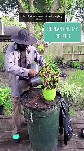 Summer Coleus Care: How to Replant and Prevent Leaf Loss