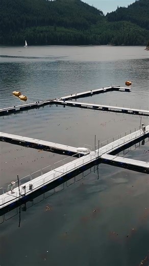 20K views · 79 reactions | Fraser River salmon migrate through the Discovery Islands – a cluster of islands off northeast Vancouver Island. Open-net pen salmon farms were removed from the area between 2020 and 2022. This spring, PSF’s Salmon Health team was in the field to monitor wild juvenile salmon that were migrating out to the ocean, working toward seeing how these fish are responding to the removal of Atlantic salmon farms over many years. | Pacific Salmon Foundation | Facebook