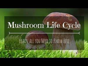 Life Cycle of a Mushroom 🍄| The Magic of Mushrooms | Fungi