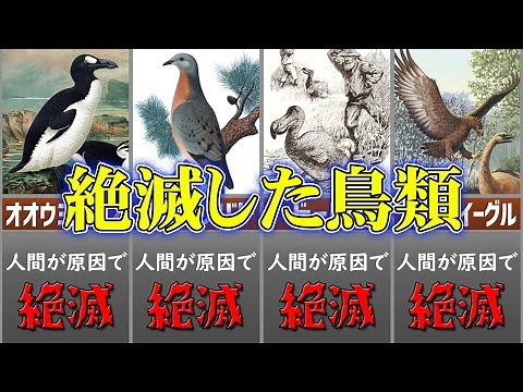 【ゆっくり解説】絶滅した鳥類たち 6選