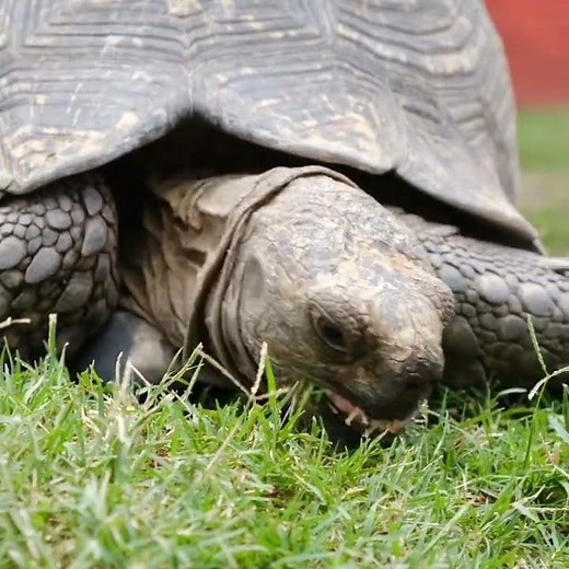 TURTLE SOUND | Turtle Sound Effect | Funny Turtle Sound