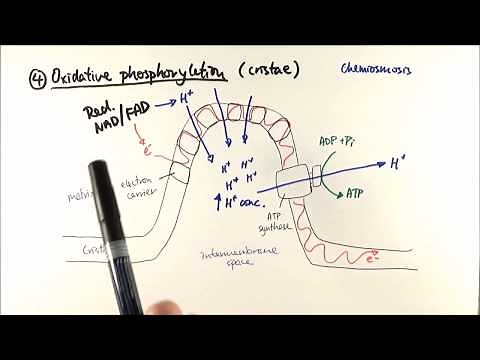 A2 Biology - Aerobic respiration stage 4: Oxidative phosphorylation (OCR A Chapter 18.4)