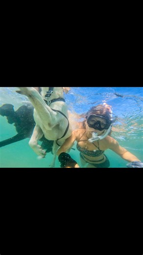 Swimming and diving with my two Labradors in the Sea 🌊 #GoPro #funnydog #labrador #swimdog | Persa the Labrador