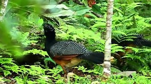 2.5K views · 301 reactions | The Blue-billed Curassow is sadly one of the most endangered birds in the Americas. Learn more about this enigmatic bird and how American Bird Conservancy is working with partners in Colombia to protect it: https://abcbirds.org/bird/blue-billed-curassow/ | American Bird Conservancy | Facebook