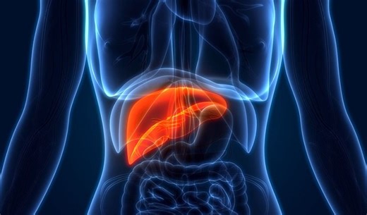 Could Bioprinted Liver Tissue Become an Alternative to Transplants? - 3Dnatives