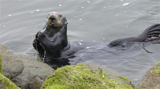 Watch sea otters crack open mussels on stone anvils