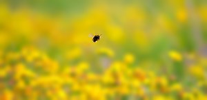 Pollinators | Cumbria Wildlife Trust