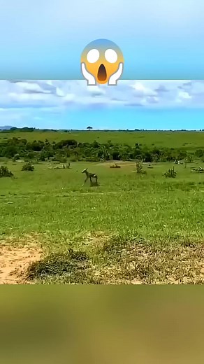 Can you escape danger | ODonoghue Holler Jeremy