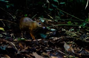16K views · 377 reactions | Is it a mouse? A deer? A rabbit? Researchers capture footage of rarely-seen mouse deer, the world's smallest cloven-hoofed mammal, in the forests of Yunnan, SW China | China Xinhua News | Facebook