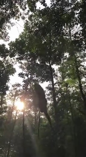 Clouded leopard VS Rope Net, ウンピョウ対ロープネット