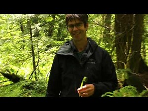 Swamps and Scrub Shrub plants of the Pacific Northwest