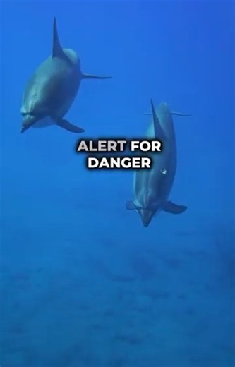 Dolphins The Secret Criminals