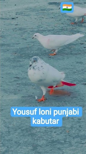 #Pure nasl#punjabi kabutar 🇮🇳 Indian Punjabi breed#shortvideo YouTube short shok# kro ❤️