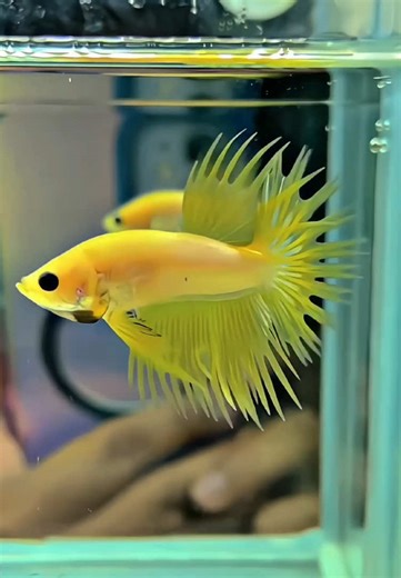 Lemon Berduri Betta Fish Care Guide