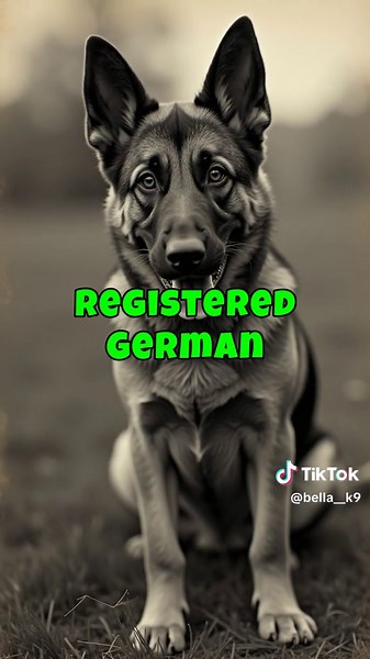 Discover the incredible journey of the German Shepherd, a breed rooted in the vision of Captain Max von Stephanitz in late 19th century Germany. Inspired by local herding dogs, von Stephanitz set out to create the perfect working dog—intelligent, strong, and versatile. His vision came to life in 1899 when he discovered Hektor Linksrhein, a dog embodying all these traits. Renamed Horand von Grafrath, he became the first registered German Shepherd and the cornerstone of the breed. Through the esta