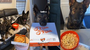 My Dogs Have A Movie Night 🍿 🎥 🍕 #dogs | Jade the Sable GSD