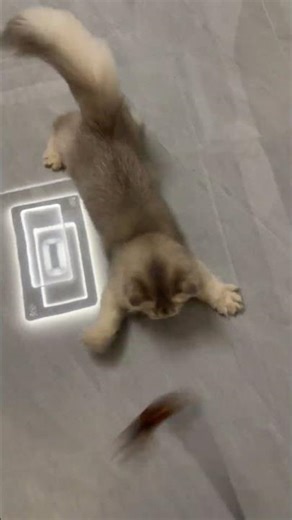 Playful kitten mimics jingling toy in Shanghai, China
