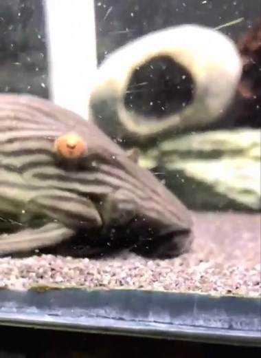 Royal Pleco L191: Big Boy Enjoying a Snack