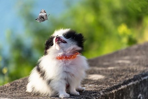 29 cachorros pequenos que não crescem - Fotos, vídeos e características