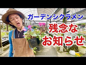 【知らなかった】ガーデンシクラメン攻略法 【カーメン君】【園芸】【ガーデニング】【初心者】