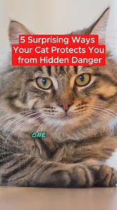 28K views · 574 reactions | 5 Signs Your Cat is Protecting You from Danger #catcute #catcutefunny #catcutemoments #viralreelsシ #fypreelsシ゚ #catlover #kittencute #kittenmeow #reelsviralシ #fypreelsシ゚ #fypreelsシ゚viralシ #viralreelsシ #fypreelstrending #reelscats #catreels #catreelsfbviral #catreelsfb #fypシ゚ #reelspetlover | All about cats | Facebook