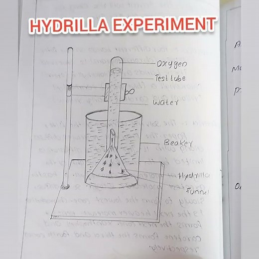 Hydrilla Experiment || Plus Two Botany || Practical