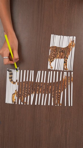 972K views · 218 reactions | Didn’t expect this cat illusion   This video was produced by Network Media and Aoos Media | Think Smart Prank Hard | Facebook