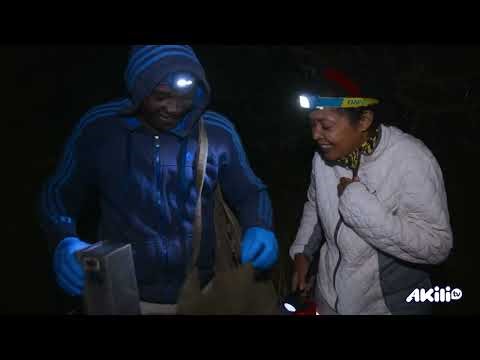 WildlifeDirect Warriors | Creature Comforts, Conservation Conflicts 🌍🦁 | Akili TV
