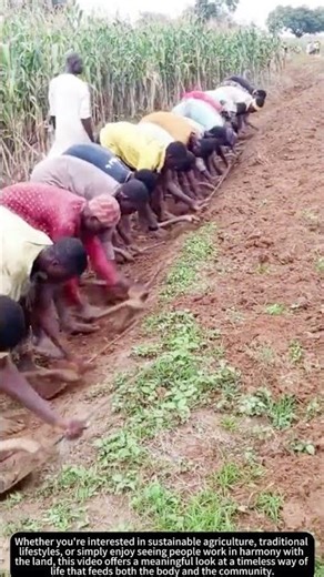 The Spirit of Collective Farming 🤝🌾