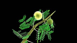 Acacia Arabica Stock Footage Video (100% Royalty-free) 7018555 | Shutterstock