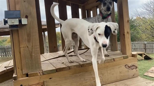 1.7K views · 201 reactions | Several dogs at the Little Red Barn have...