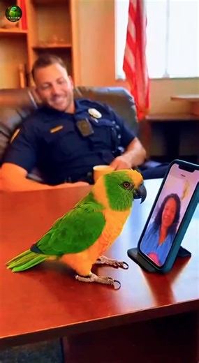 Parrot Exposes Dad on Live Video Call with Mom 列 #petparrot #talkingparrot #parrotsoftiktok #funnyp | Learningseries | Facebook