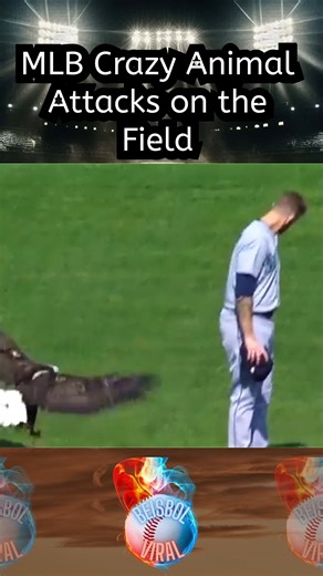 MLB Crazy Animal Attacks on the Field #baseballlife #mlb #baseball #beisbol | Beisbol Viral