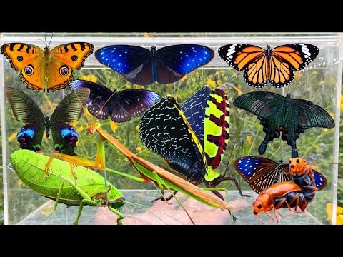 Catching Amazing Insects in the Garden: Giant Katydid, Strange Grasshoppers, Butterflies, Mantis