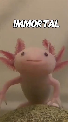 Meet the Axolotl That Can Do EVERYTHING | Weird Facts #animalfacts #shorts