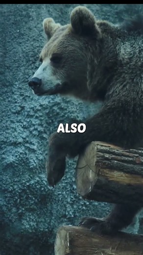 How strong is a bear? #animals #bear #wildlife