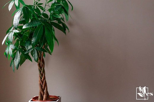 How to Braid a Money Tree: Just 9 Simple Steps - Evergreen Seeds