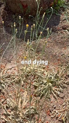 Using 30 percent vinegar concentrate as weed killer. Crazy results 🤯 #work #yardwork