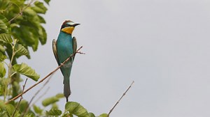 Photographing vibrant bee-eaters in their natural habitat