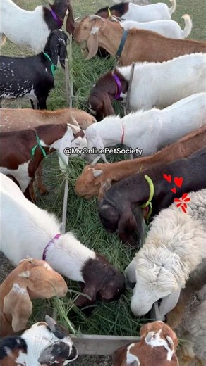 Pets ‪@MyOnlinePetSociety‬ #goat #pets #farming