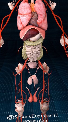 Beyond the Visible Anatomy Journey ♻️✨ . . General Overview of Internal Organs Definition: Internal organs are structures within the body that perform specific functions necessary for life. Number: Approximately 78-80 in the human body. Location: Primarily located within the body cavities (cranial, thoracic, abdominal, and pelvic). Function: Each organ has a specialized role, contributing to the overall homeostasis and survival of the organism. Organ Systems and Examples To better understand the