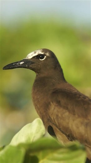Kiritimati Island is home to a vast population of seabirds, who find sanctuary in its protected areas and beyond. 🦅🌊 At sunrise, these seabirds begin their day, taking flight out over the Pacific Ocean in huge numbers. 🌅 Come see some of these beautiful birds at our First Sunrise event, live from Kiritimati Island on January 1, 2026. Check out our event for more. * * * * #kiribati #kiritimati #kiritimatiisland #christmasisland #xmasisland #travel #tourism #sunrise #newyear #happynewyear #happ