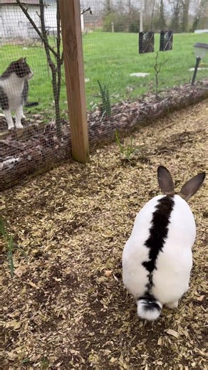 Hoppy first day of SPRING! 🐇❤️🌻