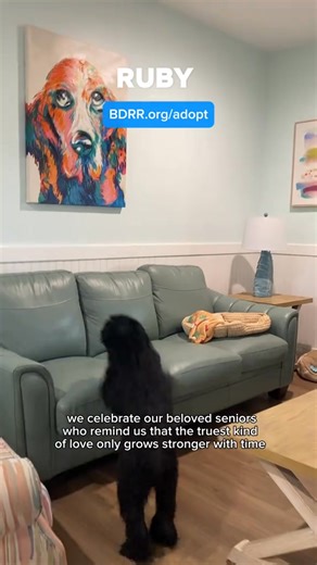 This National Senior Pet Month, we celebrate our beloved seniors who remind us that the truest kind of love only grows stronger with time. 🐶💛⁠ ⁠ Meet Ruby, a sweet 10-year-old Cockapoo, who is one of the last waiting for her forever family. She calls our Senior Sanctuary home, a place where senior and hospice dogs can spend their golden years surrounded by comfort, care, and compassion.⁠ ⁠ Ruby absolutely loves playing with her toys, enjoys every car ride, and is eager to share her joy with a 